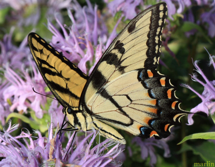 Eastern Tiger Swallowtail