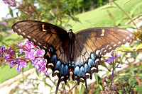 Tiger Swallowtail, black female