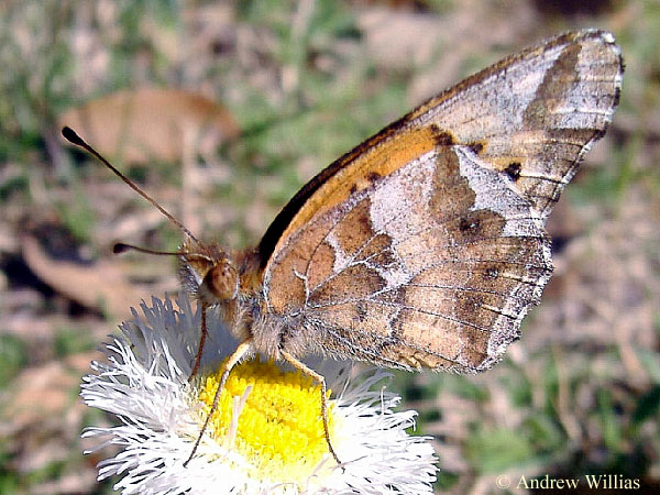 Variegated Fritillary Butterfly - Euptoieta claudia