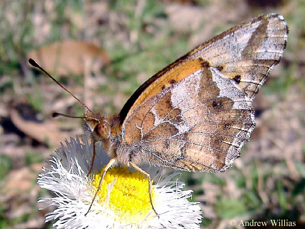 Variegated Fritillary Butterfly - Euptoieta claudia