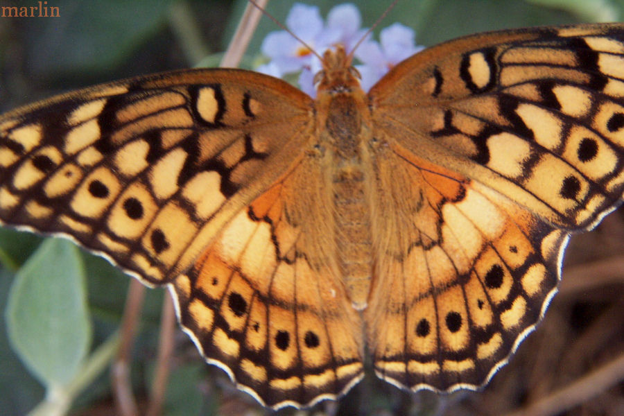 Variegated Fritillary Butterfly