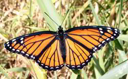 Viceroy Butterfly