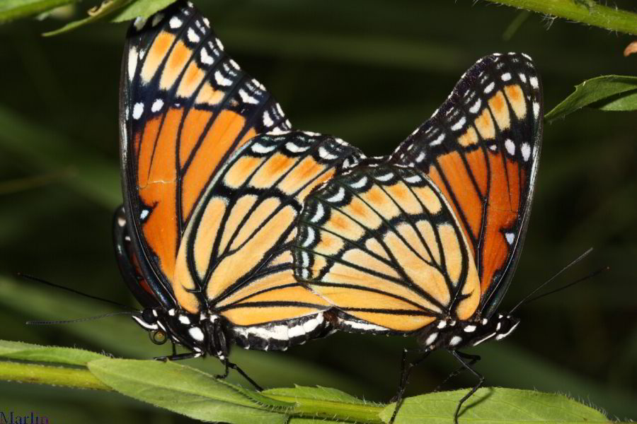 Viceroy Butterflies mating