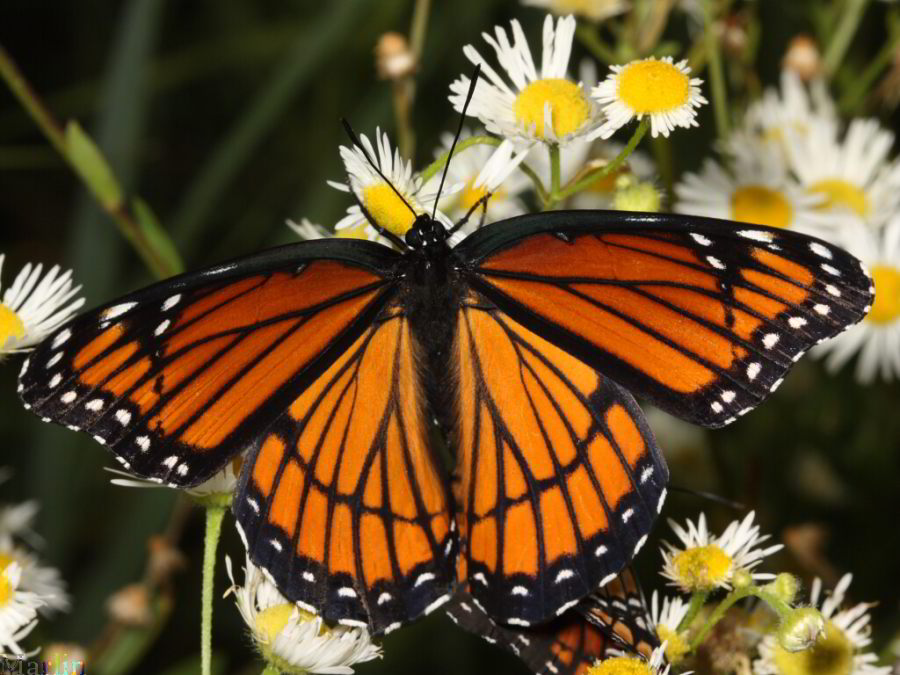 Female Viceroy Butterfly