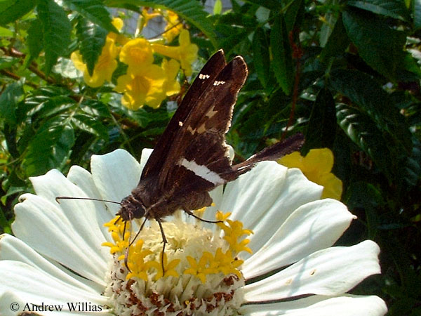 White-striped Longtail Skipper