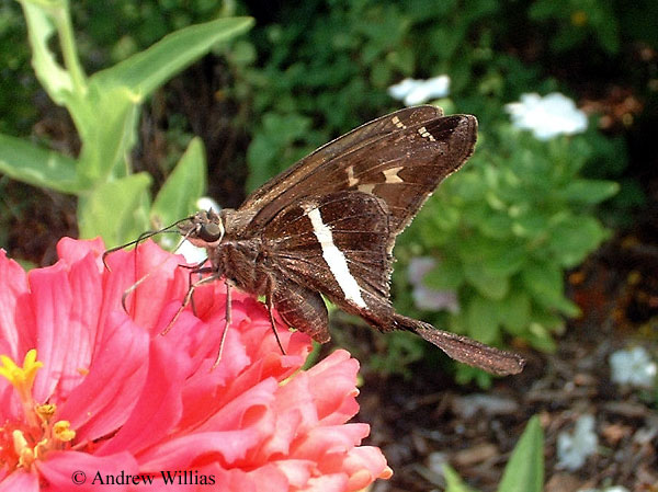 White-striped Longtail Skipper 