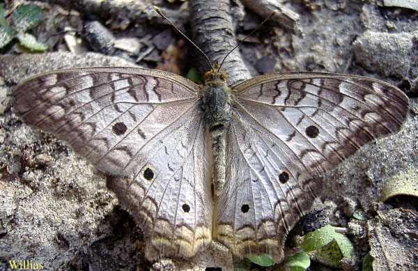 White Peacock Butterfly