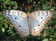 White Peacock Butterfly