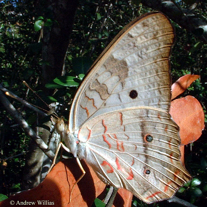 White Peacock Butterfly