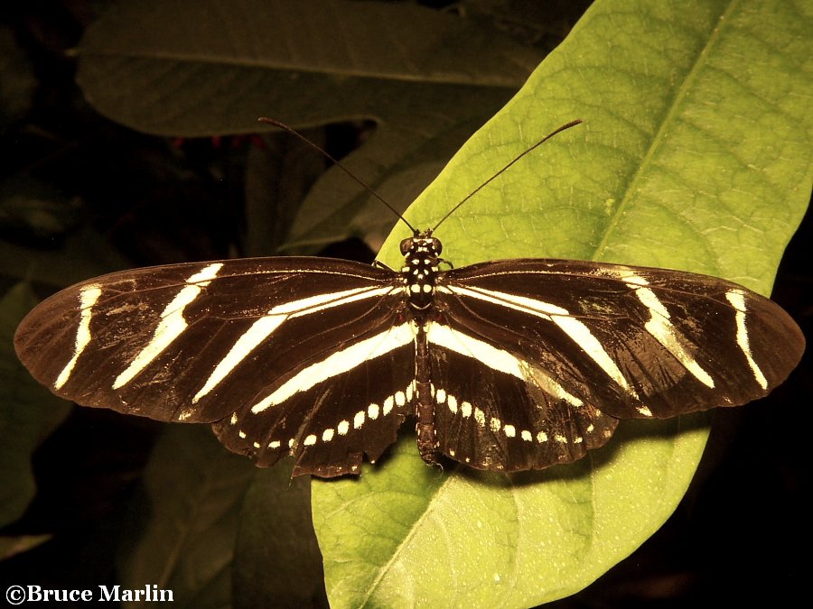 Zebra Longwing Butterfly