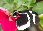 Eleuchia Longwing