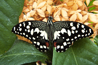 Checkered Swallowtail