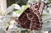 Common Morpho Butterfly