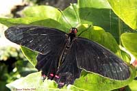 Common Rose Butterfly