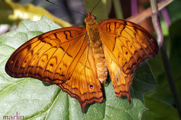Cruiser Butterfly - Vindula erota