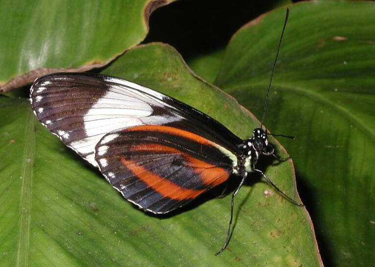 Cydno Longwing Butterfly