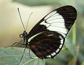 Cydno Longwing