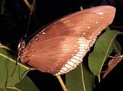 Great Eggfly