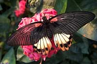 Great Mormon Swallowtail