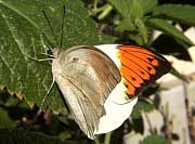 Great Orangetip