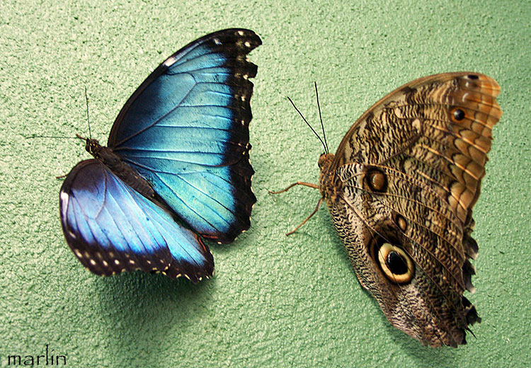 Blue Morpho on left, Owl butterfly on right