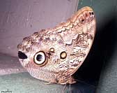 Owl Butterfly