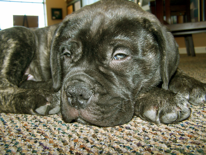 American Dogs Bullmastiff