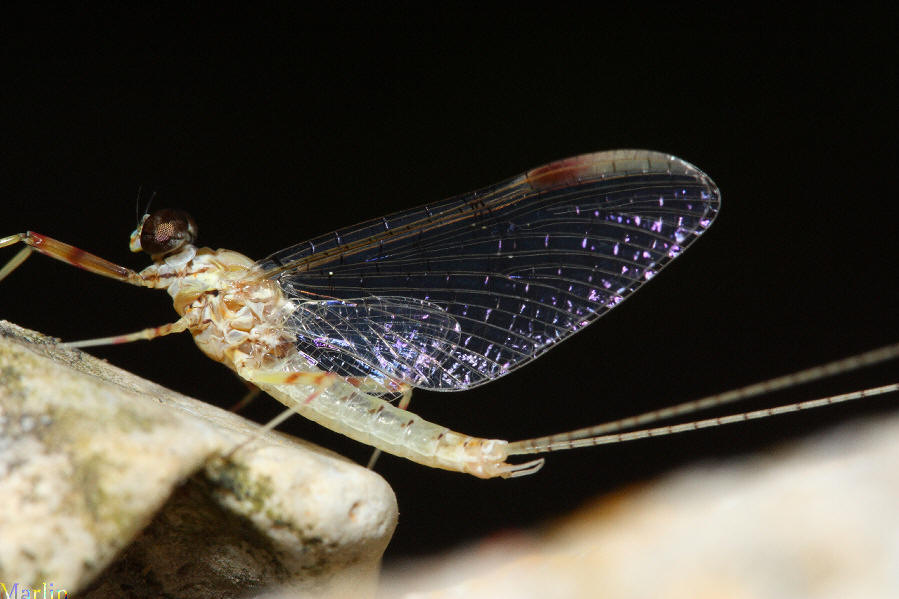 Order Ephemeroptera Mayflies North American Insects & Spiders