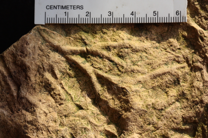 Trace fossil invertebrate burrows