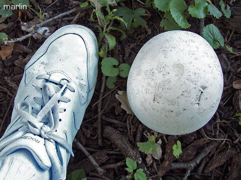 Giant Puffball Fungi - Calvatia gigantea