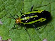 Four Lined Plant Bug