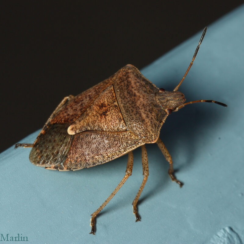 Late season stink bug