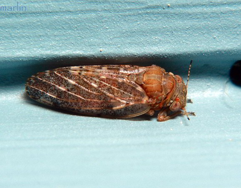 Hackberry Psyllid