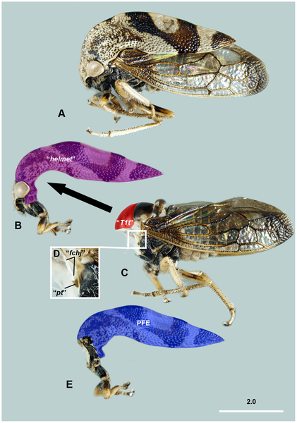 Treehopper anatomy