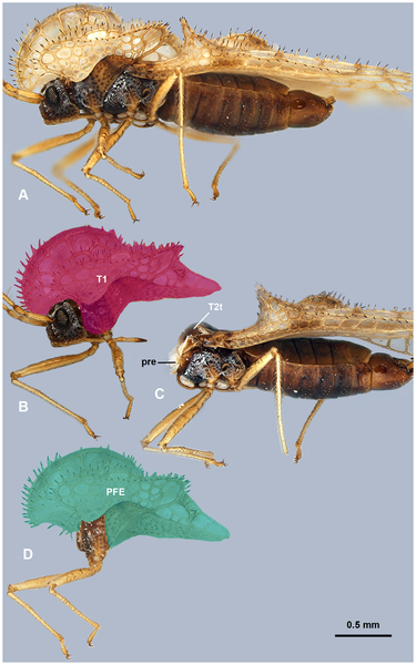 Lace Bug Anatomy