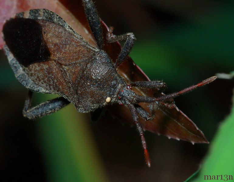 Leaf Footed Bug Euthochtha galeator North American Insects & Spiders