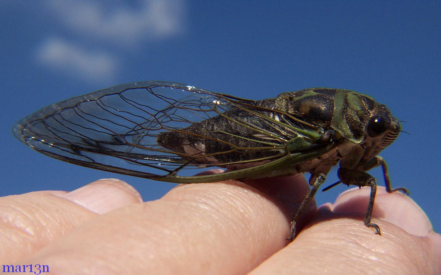 Annual cicada