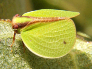 Planthopper