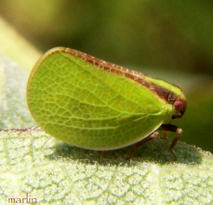 Adult Planthopper