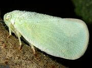 Planthopper