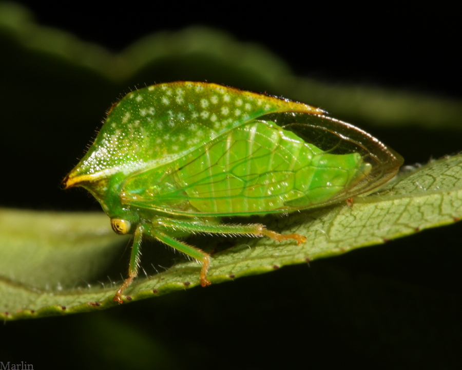 Treehopper - Ceresa taurina