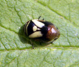 Spittlebug