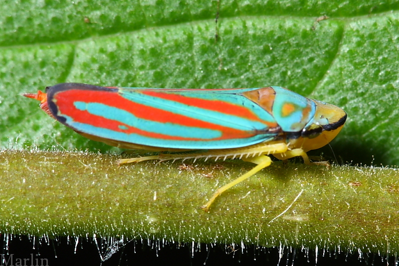 Red-banded Leafhopper - Graphocephala coccinea