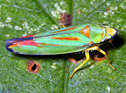 Rhododendron Leafhopper - Graphocephala fennahi 