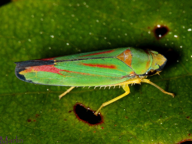 Rhododendron Leafhopper - Graphocephala fennahi 