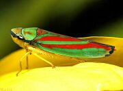 Leafhopper - Graphocephala teliformis