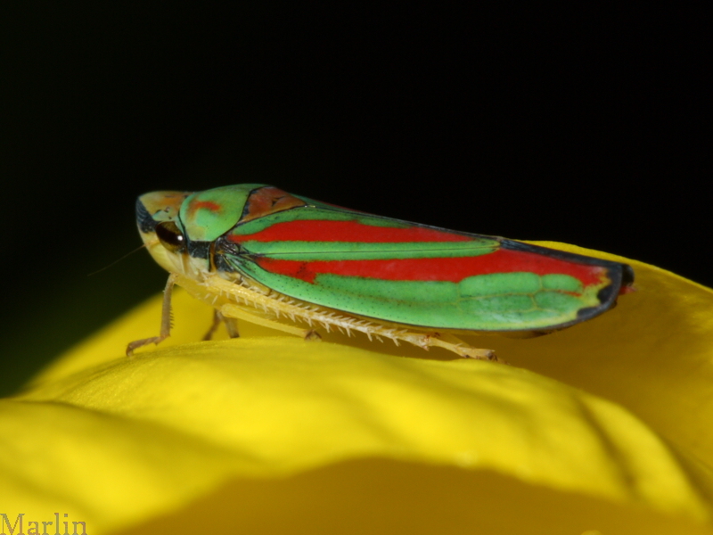 Leafhopper - Graphocephala teliformis
