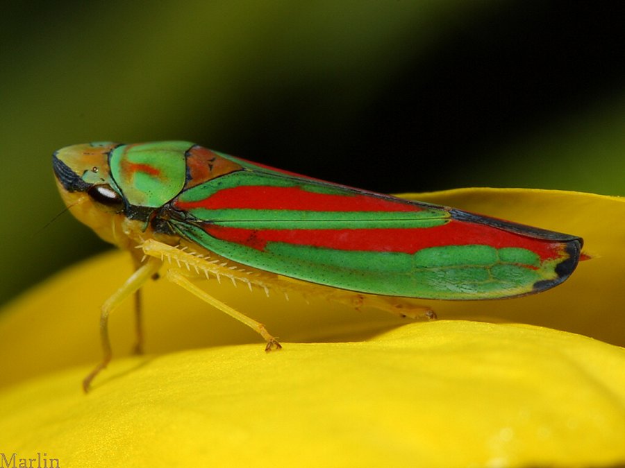 Graphocephala teliformis