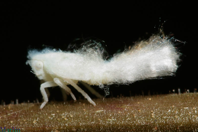 Flatid Planthopper Nymph