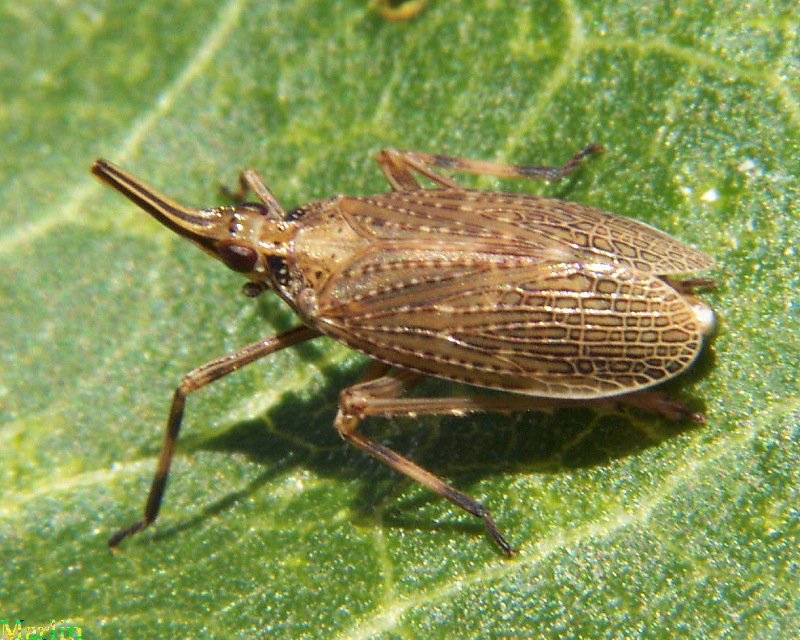 Fulgorid Planthopper - Scolops sulcipes